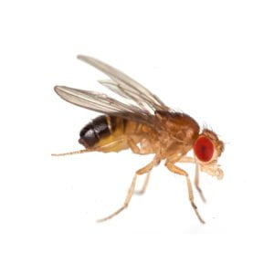 fruit-flies