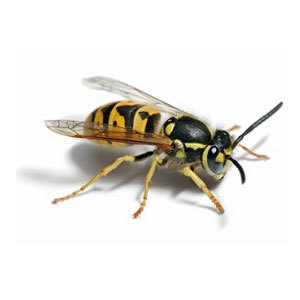 wasps-nest-removal-algarve