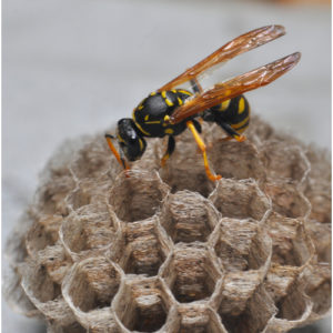 wasps-nests-removal-algarve-portugal