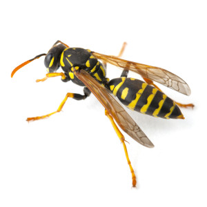 get-rid-of-wasps