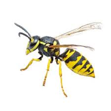 wasps-algarve