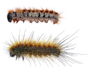 caterpillars-algarve-pest-control