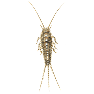 silverfish-algarve-rapidkill-pest-control