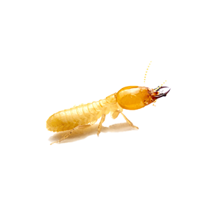 termites-treatments-algarve